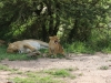 Cub is crying because it got swatted