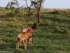 Mother and young Topi
