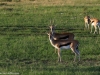 Thomson's gazelles