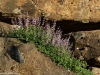 Rains make the wildflowers grow