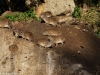 Rock hyrax getting some sun