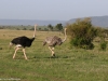 Male and female ostrich