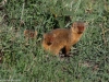 Dwarf mongoose
