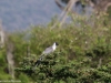 Bare-faced Go-away bird