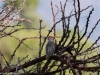 Nubian woodpecker