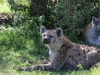 Spotted hyena