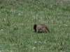 Banded mongoose