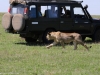 And we lions get very close as well