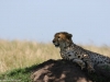 Cheetah looking for a meal