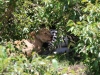 This lioness killed a large zebra and then drug it into the brush to hide it from others.