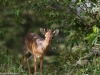 Dik dik