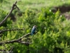 Woodland kingfisher