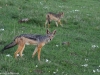 Black-backed jackal