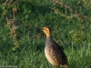 Coqui Francolin