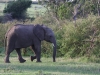 Happy and healthy elephant with lots to eat