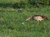 Egyptian goose