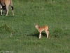Baby eland