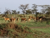 A harem of impala