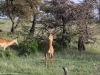 And the male in charge