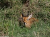 Reedbuck