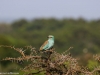 Eurasian roller