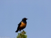 Hildebrandt's starling