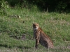 One of Armani's 2 cubs