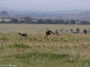 One attempting to kill a Thomson's gazelle - a miss