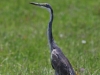 Black-headed heron