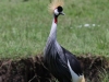 Grey Crowned crane