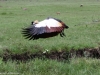 In flight