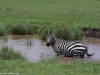 Chilling in the pond