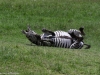 Now for my dust bath