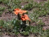 After the rains come the colorful tissue paper flowers