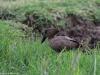 Hammerkop