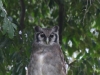 Verreaux eagle owl