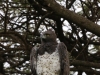 Lots of Martial eagles