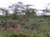 Dik dik (their coat is more grey in the Mara)