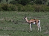 Grant's gazelle