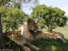 Love napping in the shade