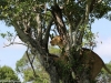 We often climb trees to get a better vantage point