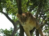 Gotta get down out of my tree