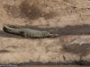My mouth is opening and closing to regulate my temperature - I'm a crocodile not alligator