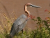 Goliath heron