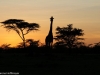 Beautiful sunset in the Mara