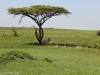 A zebra and his tree