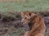 Part of a pride of 12 lions