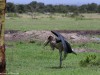 Marabou Stork sunning