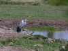 Black-headed Heron