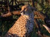 Cheetah brothers in the early morning light